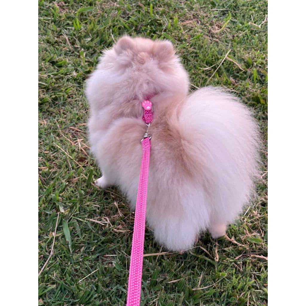Kit Peitoral Para Cachorro + Guia Nylon Reforçado Ajustável Confortável