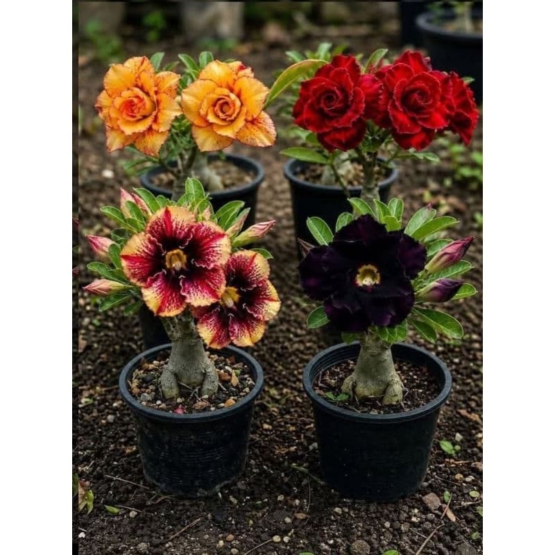Rosas do paraiso conjunto cores raras kit 3 seeds