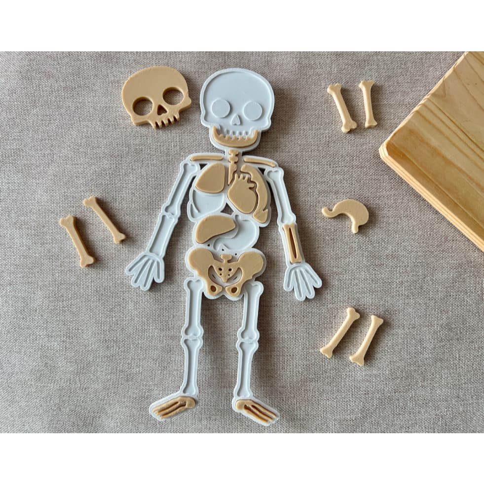 quebra cabeça 3d corpo humano, puzzle anatômico, puzzle anatômico, esqueleto montagem, didática, infantil