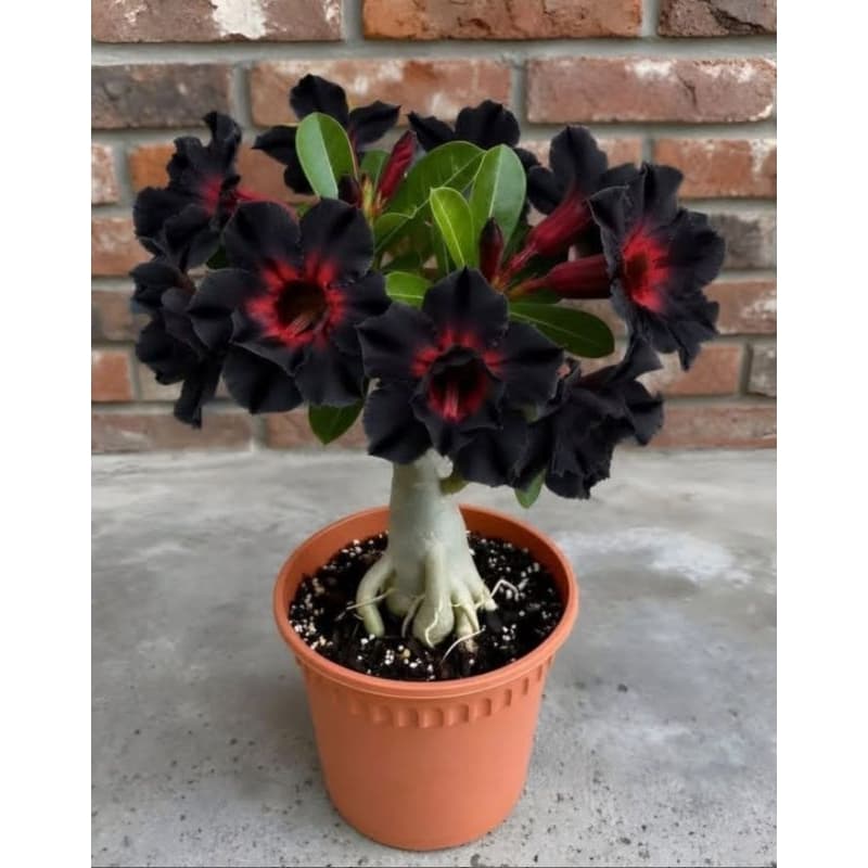 rosa tipo viúva negra matriz raridade flora bela red