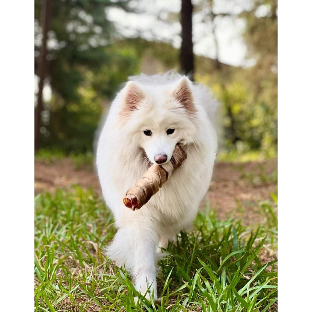 Mordedor Para Cachorros 100% Natural Tubão Power Pet Bem Pele Bovina e Traqueia