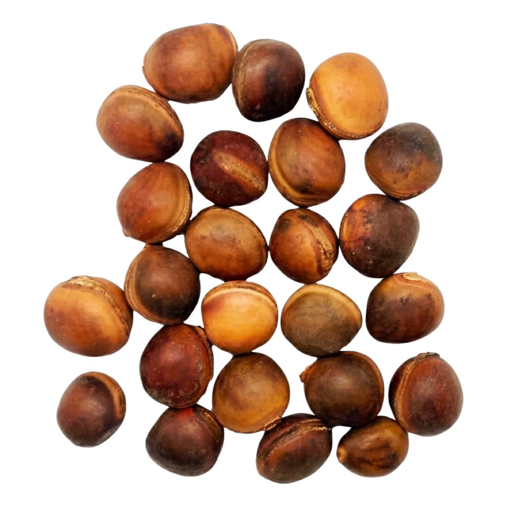 20 Sementes De Olho De Boi Natural Sem Furo Mucunã Qualidade