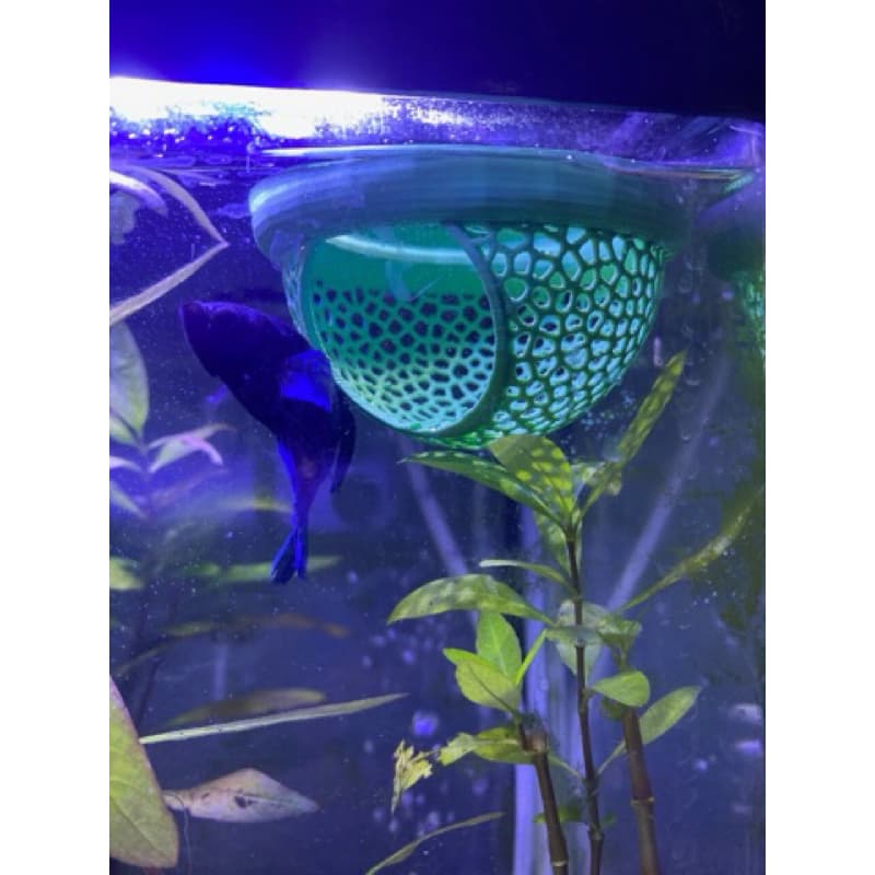 🐟✨ Esconderijo Flutuante para Peixe Betta ✨🐟