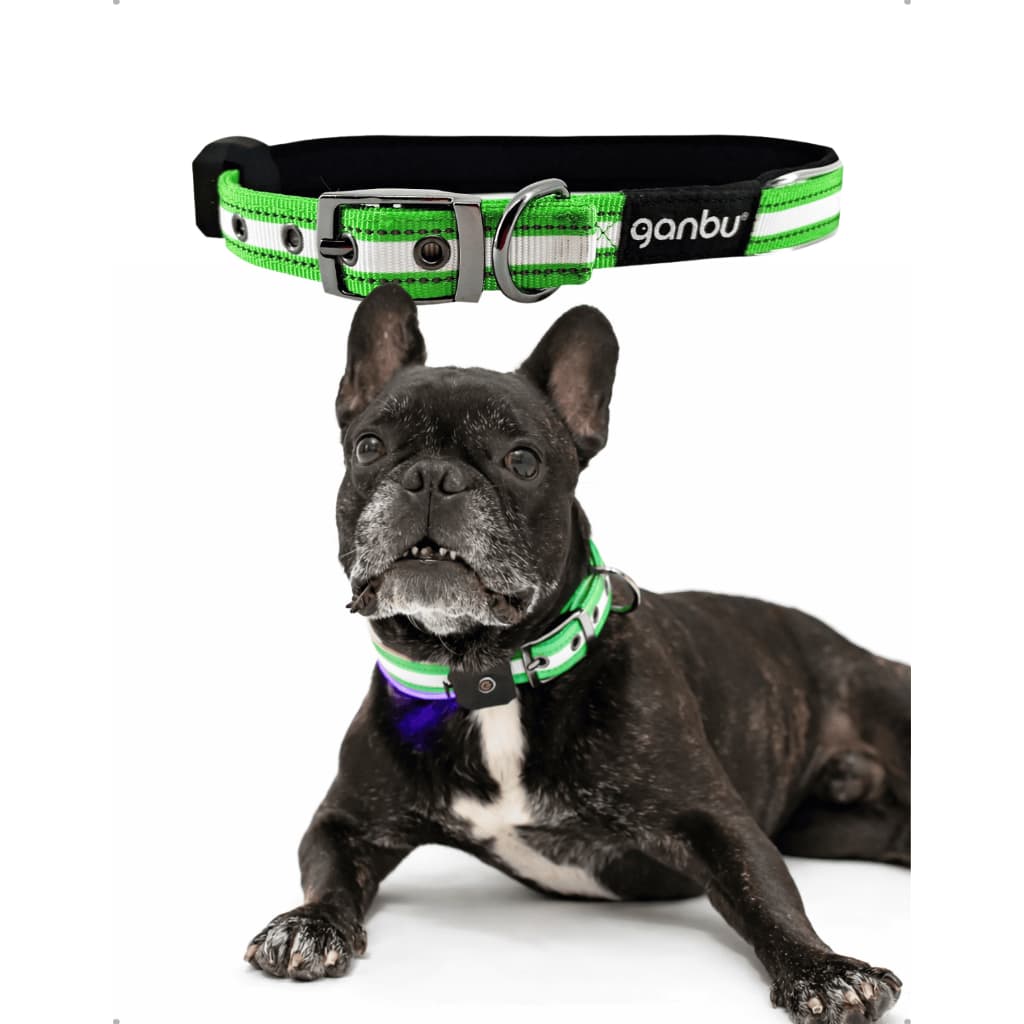 Coleira LED Recarregável Shih-tzu Chihuahua Segurança Passeio Noturno Tamanho P