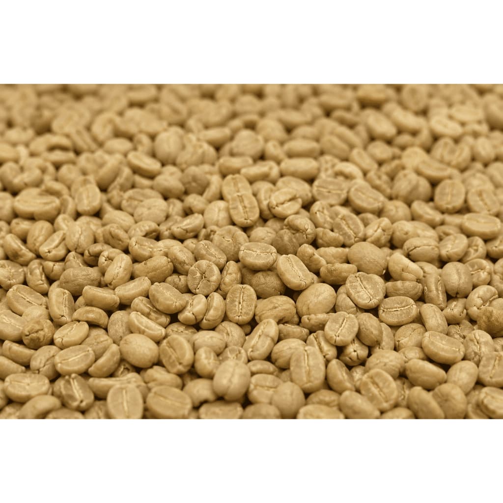 Café Cru Em Grãos 15kg 100% Arábica Peneira 15+ Para Torra Especial