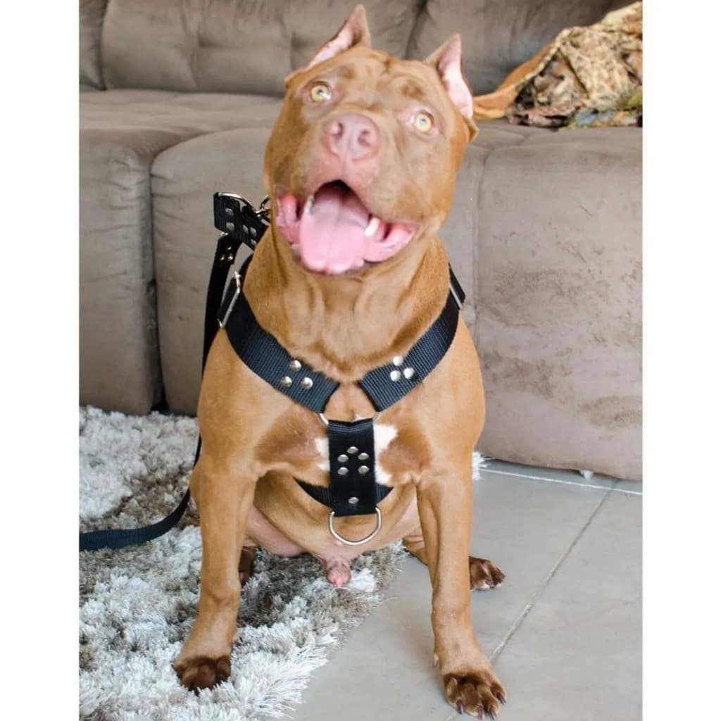 Coleira Peitoral Cachorro Guia Adaptador Doberman Pit Bull - Tamanho M - Cores