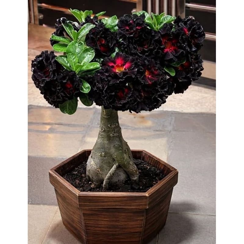 flor Rosa do deserto Black Swan rara 3 seeds