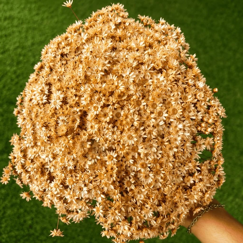 Flor Sempre Viva Bege Desidratada Buquê Aprox 200 Flores Para Decoração Casamento Mesa Posta