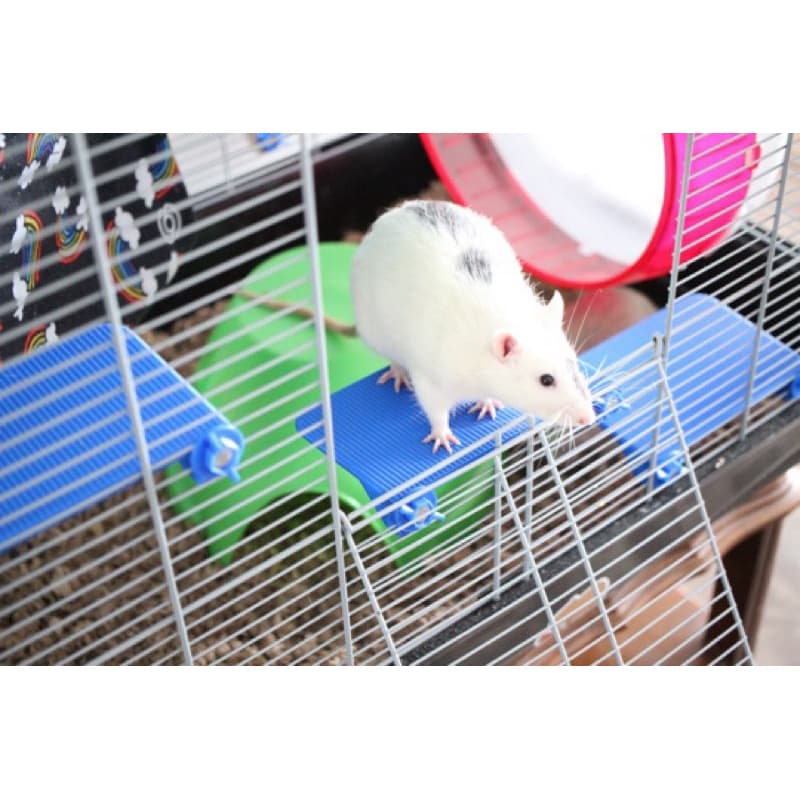 Plataforma para gaiolas de animais pequenos unidade - Ratos twisters, camundongos, porquinhos da índia