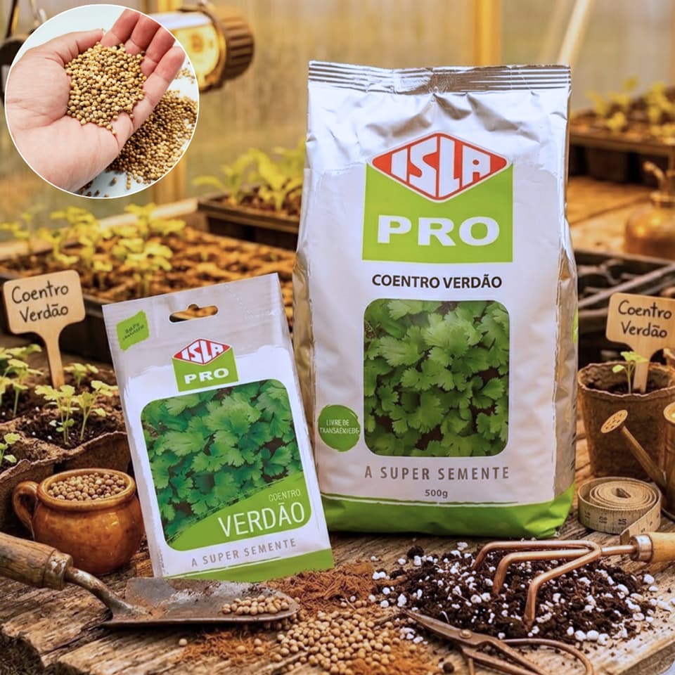 Sementes de Coentro Verdão alta qualidade aroma forte e natural e super rendimento - Isla