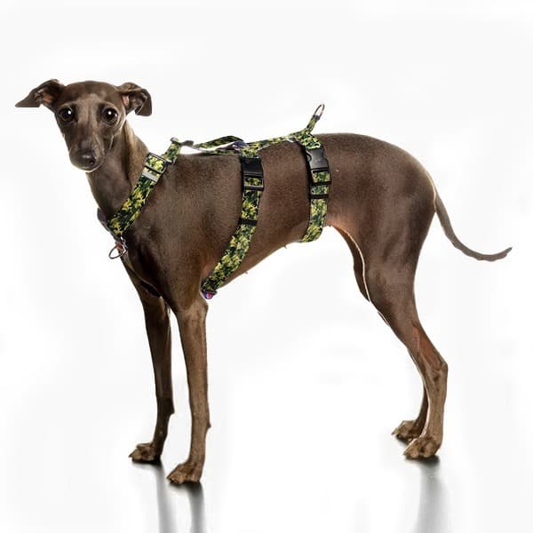 Coleira Peitoral Cachorro Galgo Whippet e Sem raça três pontas
