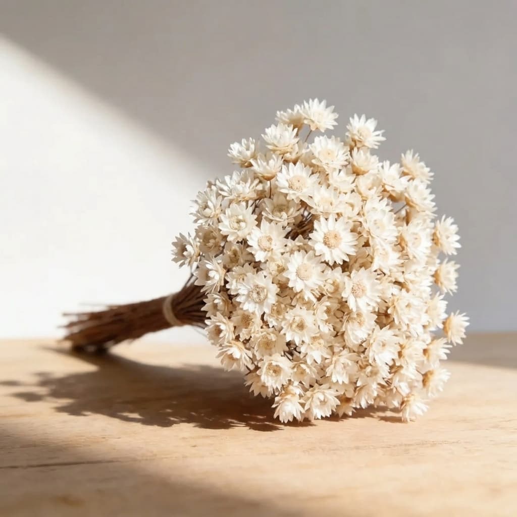 Flor Sempre Viva Premium 200/400/800 | Flores Seca Desidratadas, Decoração, Artesanato, Arranjos e Buquês