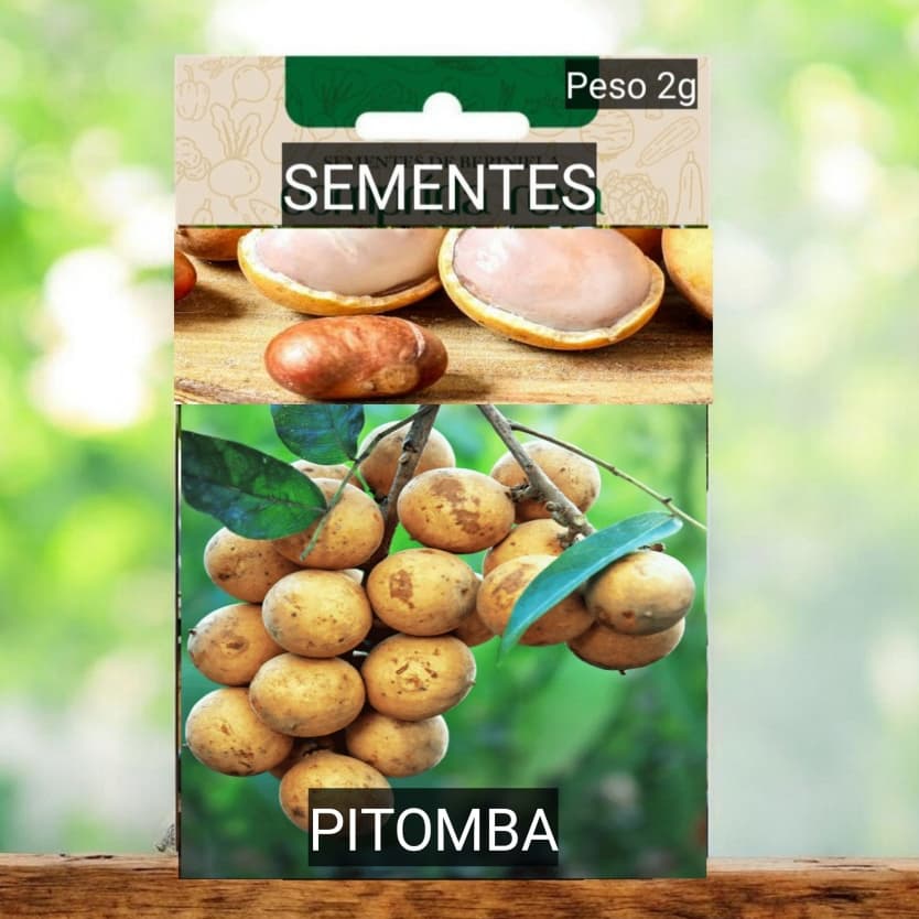 Kit SEMENTES PITOMBA fruta exótica plante vaso Jardim OFERTA