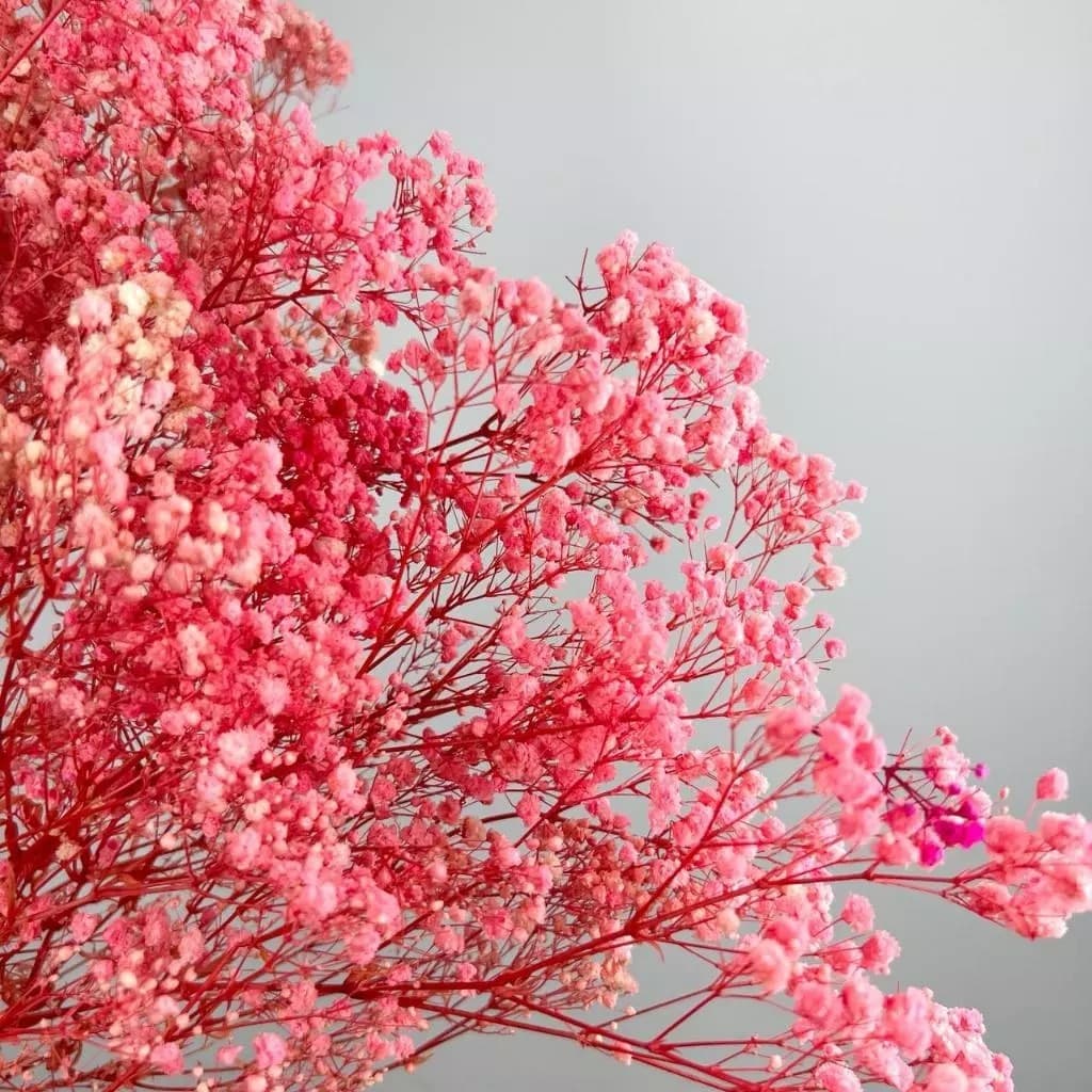Buquê Gypsophila 70 cm Galhos Secos Plantas Mosquitinhos Decoração Casamento - QY803030 ROSA CLARO