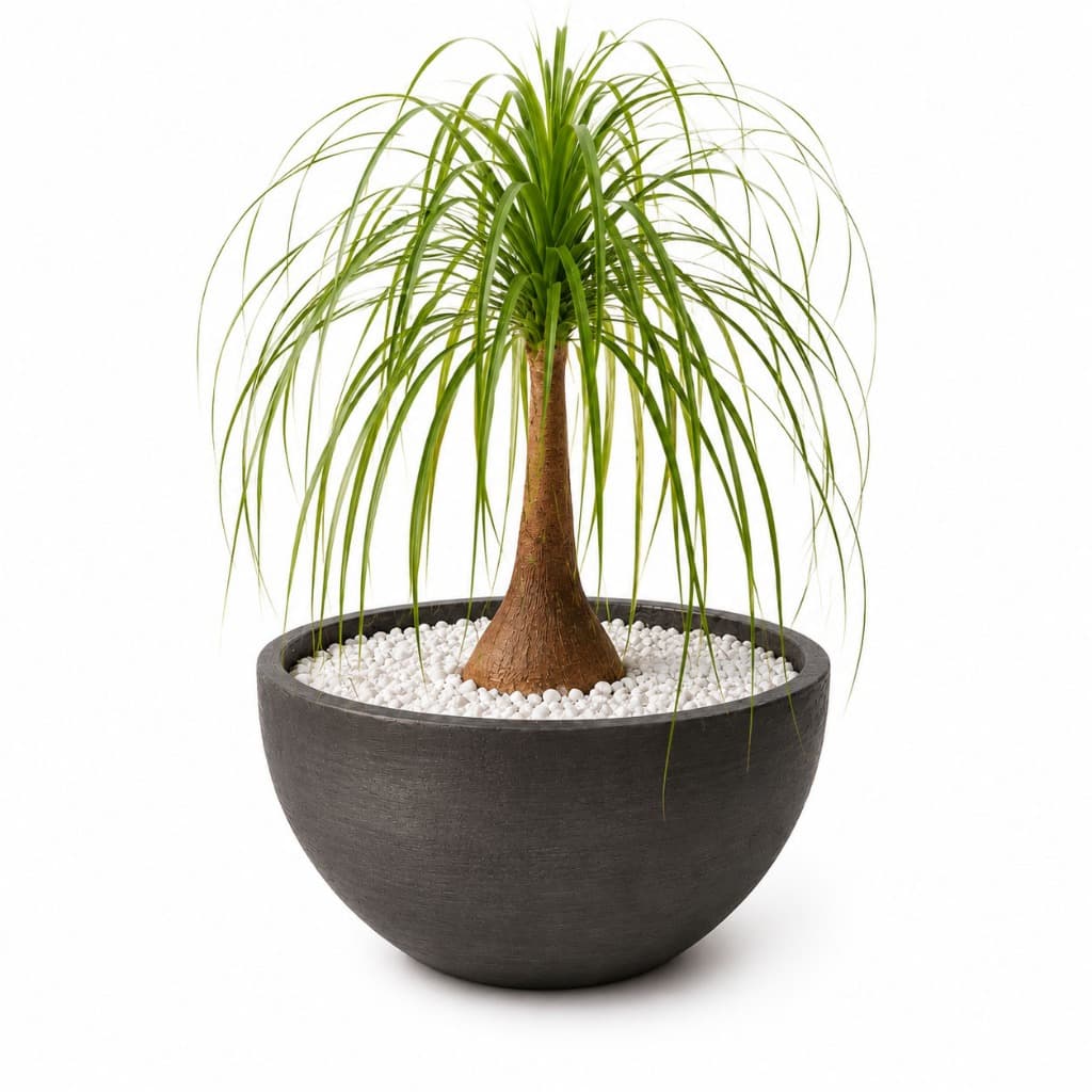 Vaso Plantar Pata de Elefante Zamioculca 60x30 Bacia Polietileno