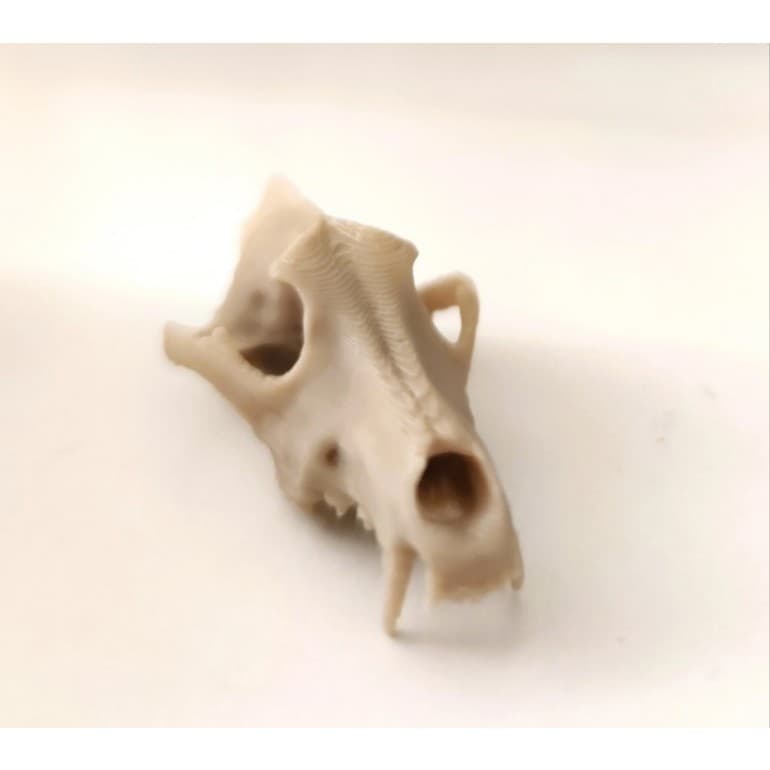 Mini Crânio de Lobo Enfeite Decorativo Para Terrário Aquário - Atóxico, Compatível com Biologia Aquática