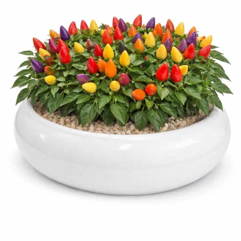 Cachepot Ikebana Cerâmica Arranjo Floral Decoração Mesa Posta Fosco ou Esmaltado