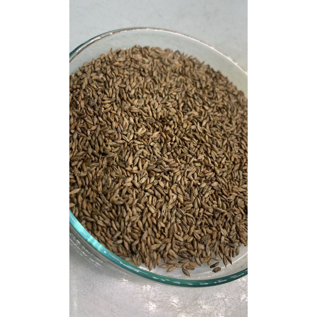 Semente de Capim Massai Embalagem Com  1 Kg