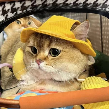 Chapéu Gato e Cachorro com Furos para as Orelhas Cordão para Amarração Confortável Estampa Variadas