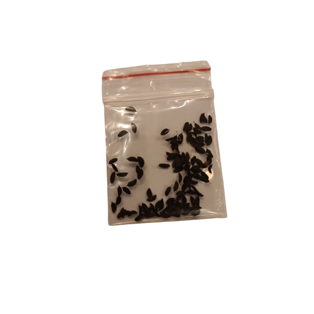 50/100 Sementes Frescas de Almeirão Roxo para Plantio