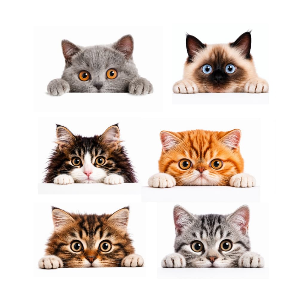 ADESIVOS GATOS CURIOSOS - CARRO MOTO CAPACETE JANELAS