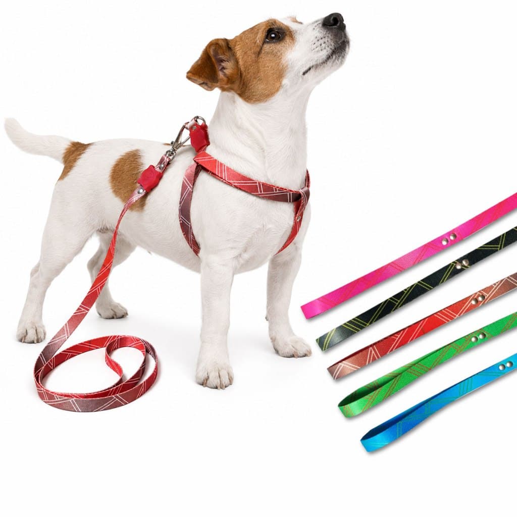 Coleira Peitoral Americano Seda Premium para Cachorro Porte Pequeno