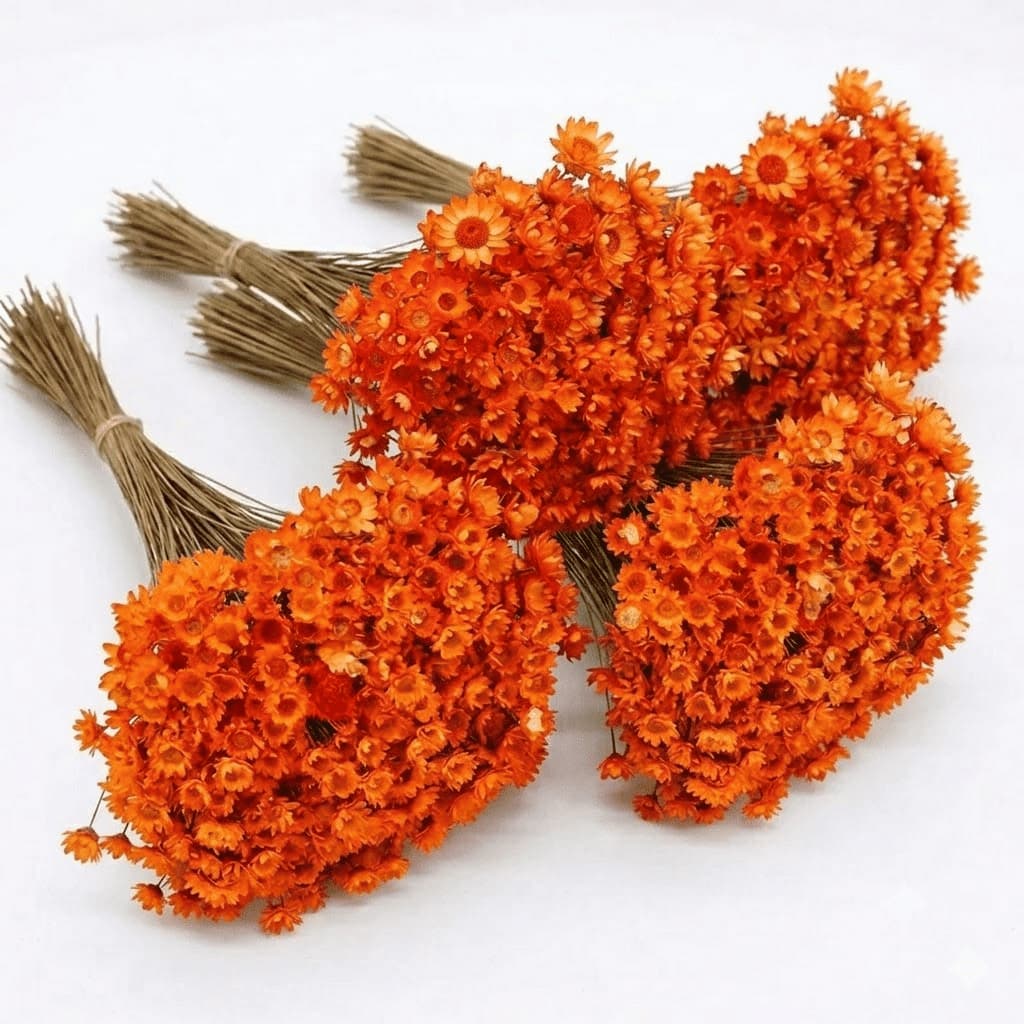 Flor Sempre Viva Premium Seca e Desidratadas Cor Laranja | 200 a 800 Flores Decoração e Buquê