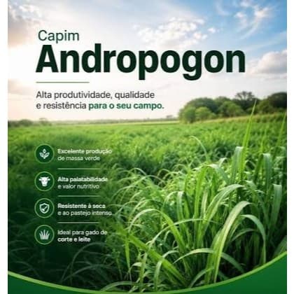 Semente Andropogon pacote 1kg