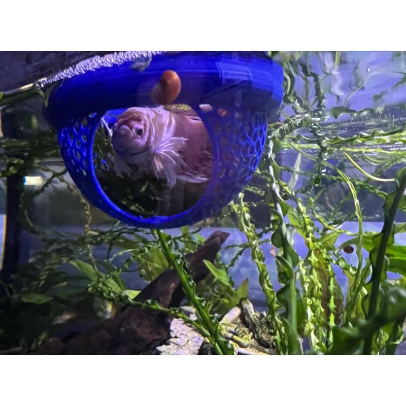 Esconderijo, Toca Flutuante para Aquário – Toca pra aquário
