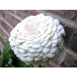 Sementes Zinia Gigante da California Branca