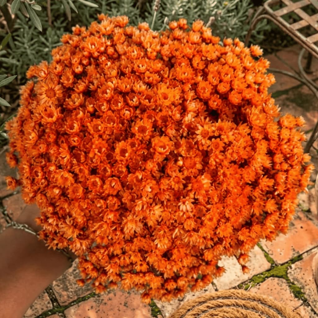 Flor Sempre Viva Laranja Desidratada Buquê Aprox 200 Flores Decoração Arranjos Casamento Mesa Posta