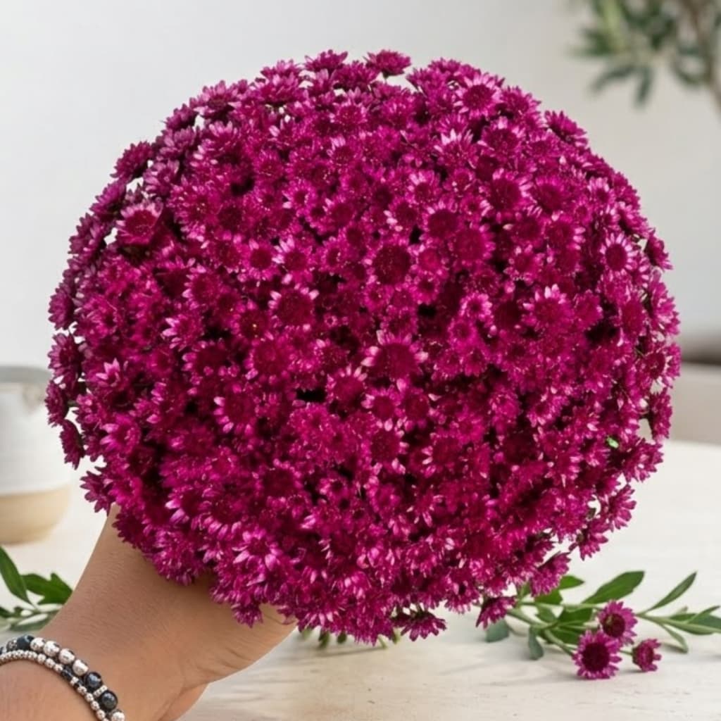 Flor Sempre Viva Magenta Desidratada Buquê Aprox 200 Flores Decoração Festa Arranjos Mesa Posta