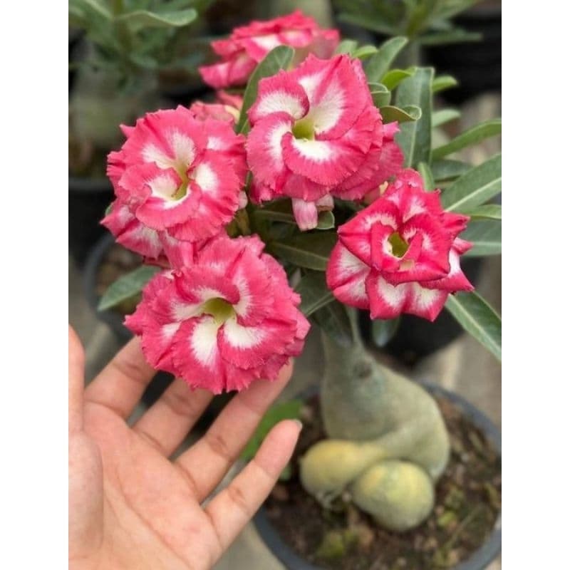 Rosas Do Deserto Canadense Dupla Rara Originais Kit 3 Seeds