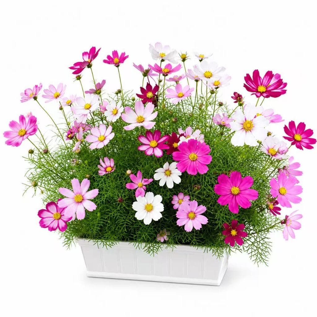 Cultivo Caseiro Rara Sementes Flor de Cosmos Fresca para Jardinagem varanda florida para horta