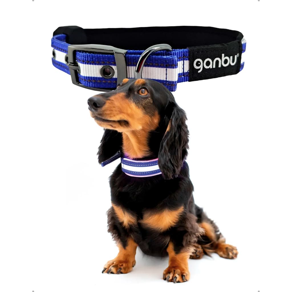 Coleira LED Recarregável Rottweiler Labrador Segurança Passeio Noturno Tamanho GG