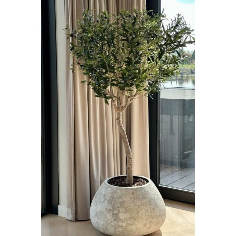 planta oliveira artificial 1.50mt caule natural folhas artificiais o vaso não acompanha