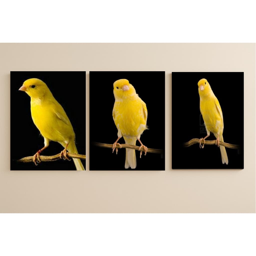 Kit 3 quadros decorativos canarios amarelos decoração moderna e minimalista
