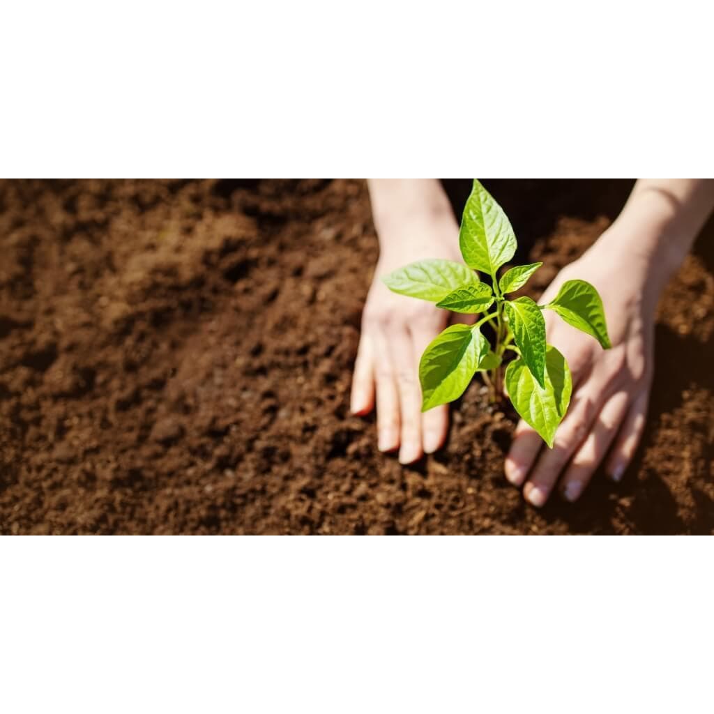 Terra Adubada Premium Profissional c/ Húmus, Mamona e Farinha de Osso | Máxima Fertilidade