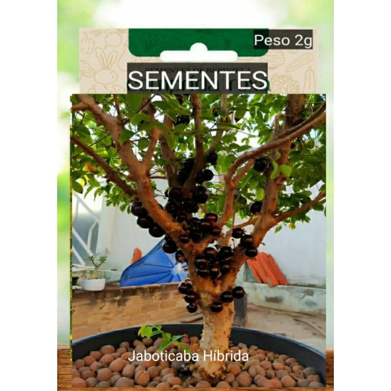Kit SEMENTES JABOTICABA produz em vaso Jardim horta terra adubo OFERTA #2