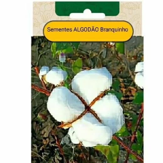 SEMENTES nativas ALGODÃO BRANQUINHO plante Vaso Jardim terra OFERTA