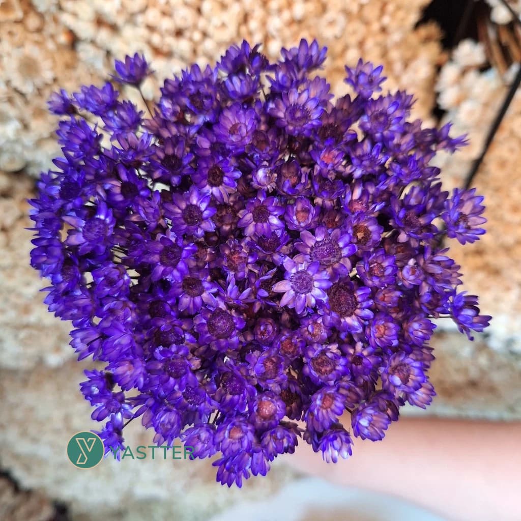 Flor Sempre Viva Desidratadas e Secas Cor Roxo | Flores 200 a 1.000 Flor Decoração, Arranjo e Buquê