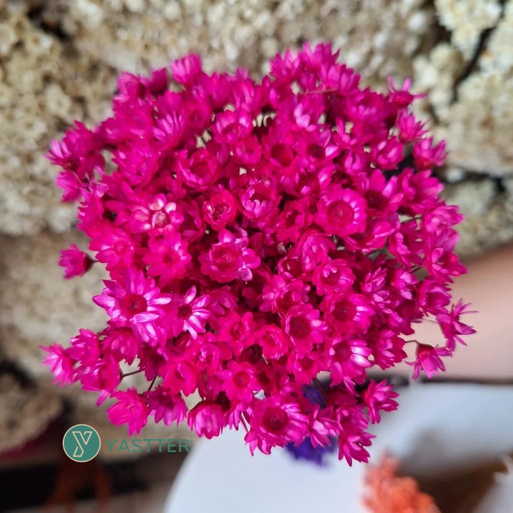 Flores Sempre Viva Desidratadas e Secas - Cor RosaPink | 200 a 1.000 Flor Decoração, Arranjo e Buquê