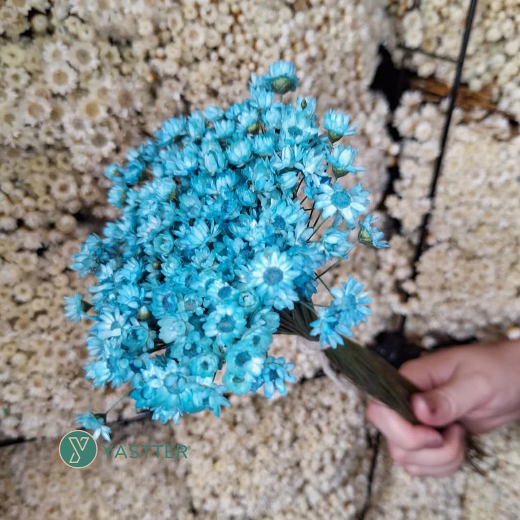200 Flores Sempre Viva Flor Secas e Desidratadas - Cor Azul Claro | Decoração, Arranjo e Buquê