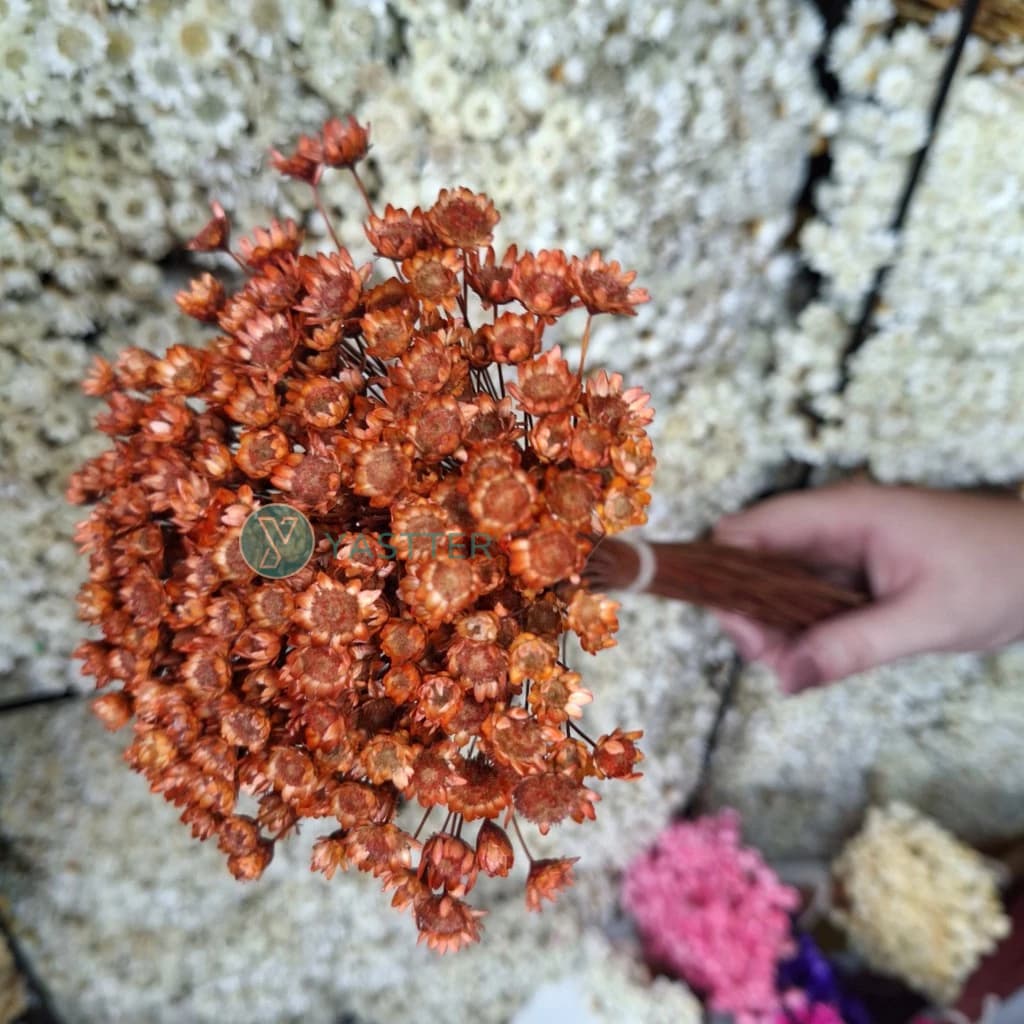 1.600 Flor Sempre Viva Secas e Desidratadas Cor Marrom terracota | Flores Decoração, Arranjo e Buquê