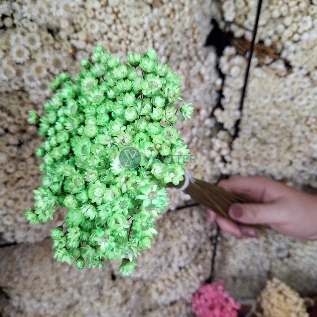 400 Flores Sempre Viva Flor Secas e Desidratadas - Cor Verde Claro | Decoração, Arranjo e Buquê