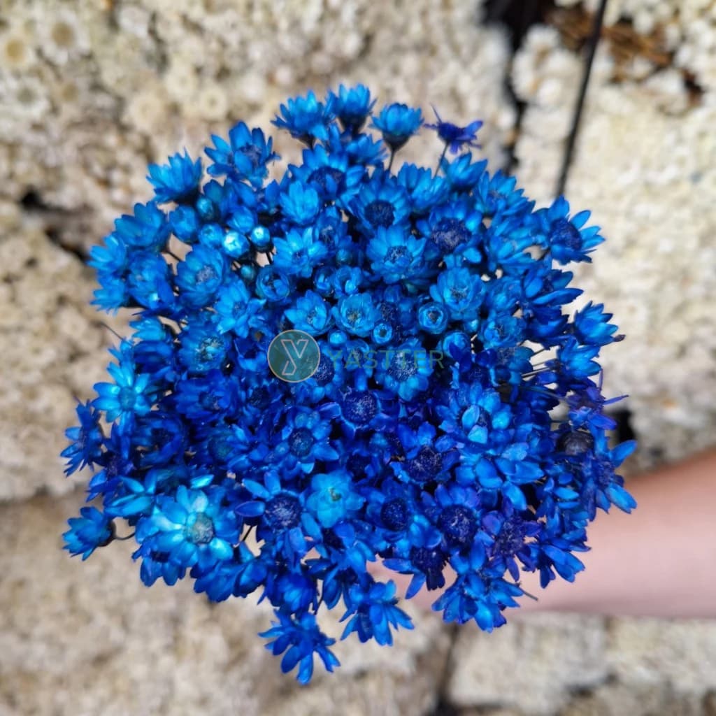 2.400 Flores Sempre Viva Flor Secas e Desidratadas - Cor Azul Escuro | Decoração, Arranjo e Buquê