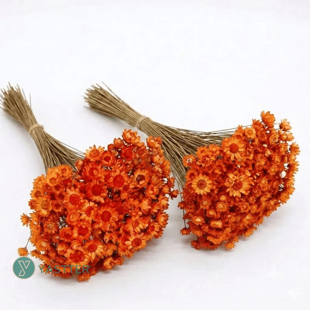 Flor Sempre Viva Premium Seca e Desidratadas Cor Laranja | 200 a 800 Flores Decoração e Buquê