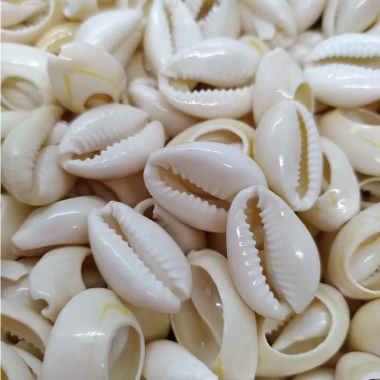 Miçanga entremeio BÚZIOS PRAIA COR NATURAL 10 unidades 1,8cm