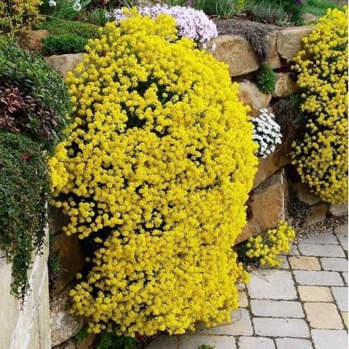 Sementes Alyssum Perene Amarelo 10 semente