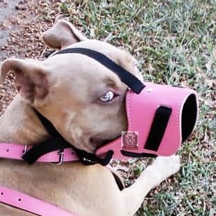 Focinheira couro ecologico para banho e tosa cães médio e grande porte